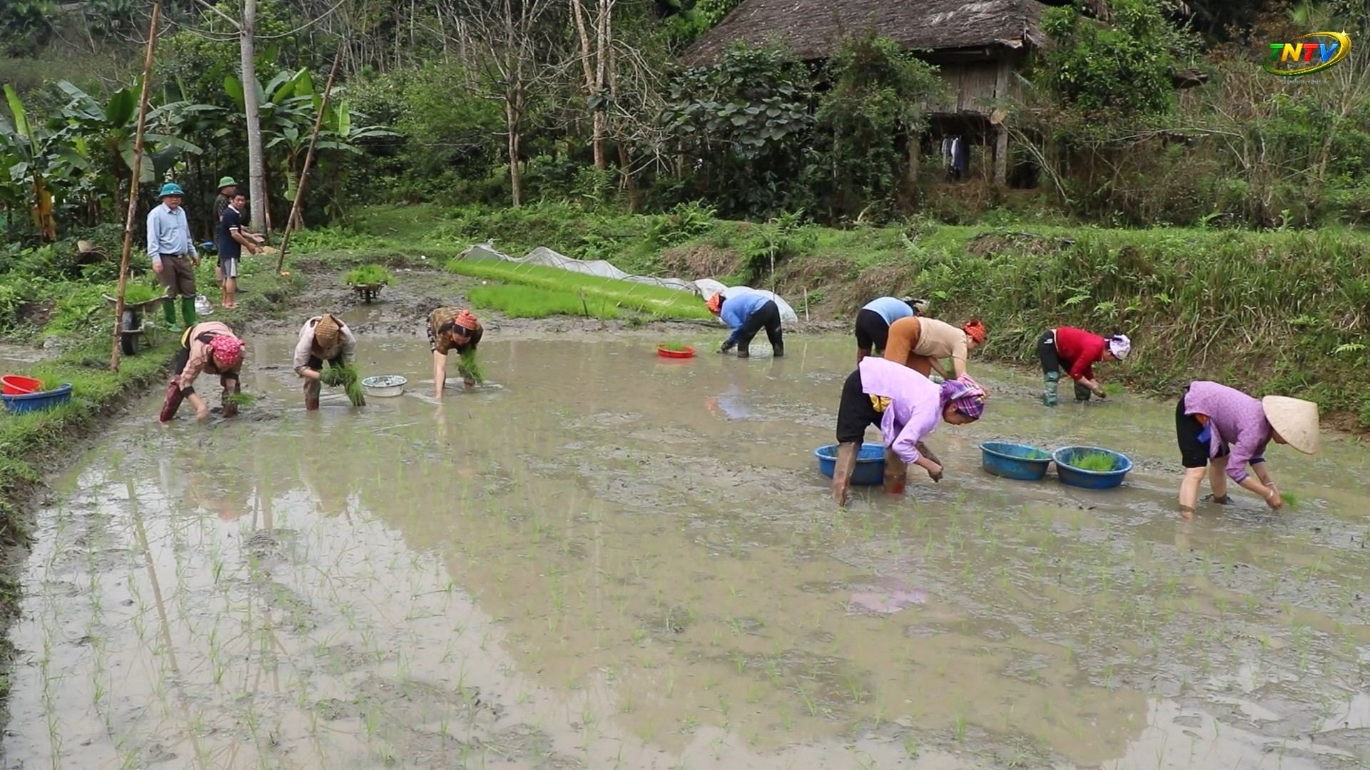 Tiên Nguyên tích cực cấy lúa vụ Xuân năm 2026