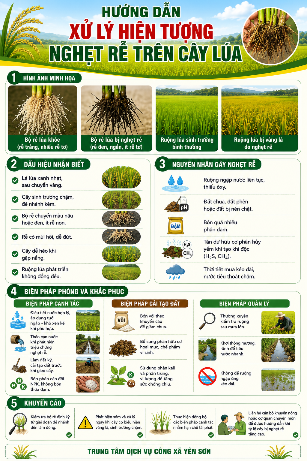 info xử lý bệnh nghẹt rễ lúa.png