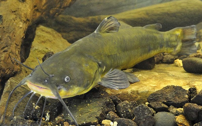 BIỆN PHÁP PHÒNG, CHỐNG MỘT SỐ BỆNH NGUY HIỂM TRÊN CÁ DA TRƠN VÀ HỌ CÁ CHÉP