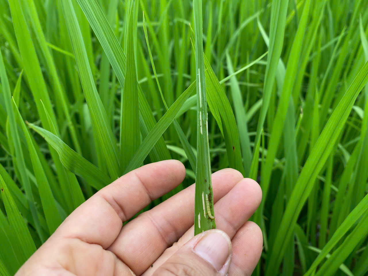 Chủ động phòng trừ sâu bệnh hại lúa giai đoạn đẻ nhánh đến đứng cái