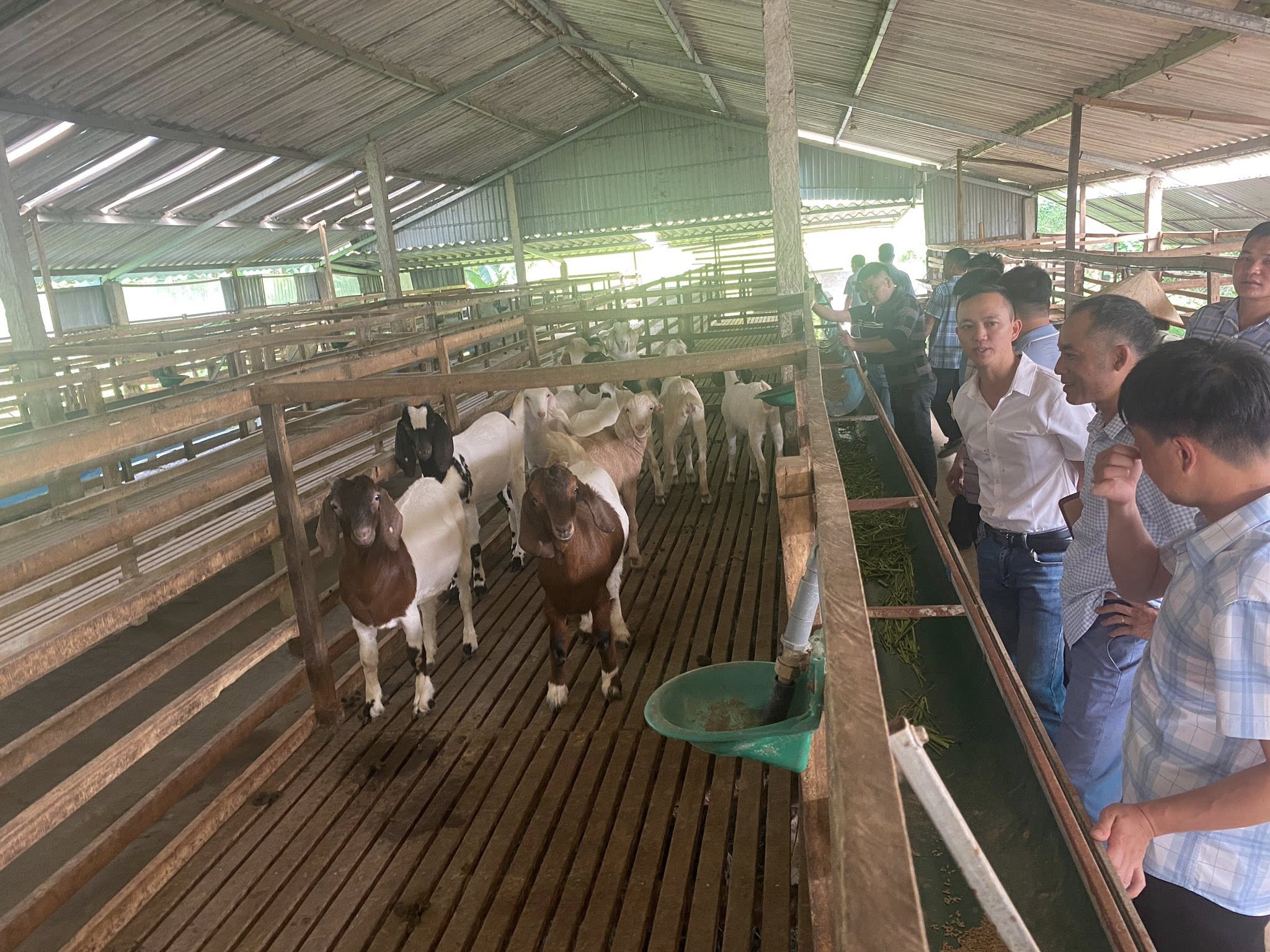 GHI NHẬN TỪ CHUYẾN THĂM QUAN, HỌC TẬP KINH NGHIỆM NUÔI HƯƠU SAO TẠI XÃ SƠN GIANG (HÀ TĨNH)
