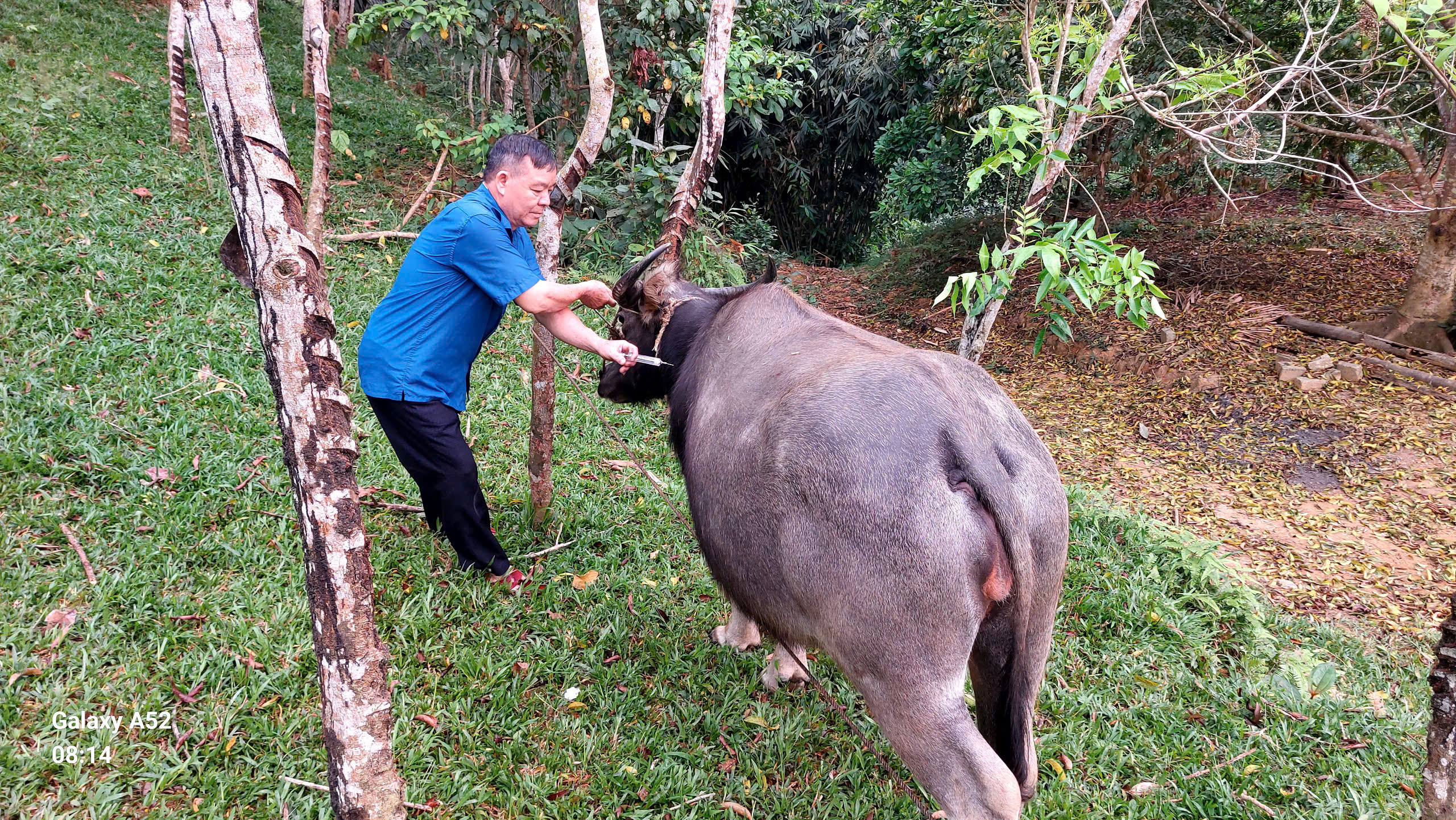 Xã Kiên Đài triển khai tiêm phòng cho đàn gia súc, gia cầm đợt 1 năm 2026