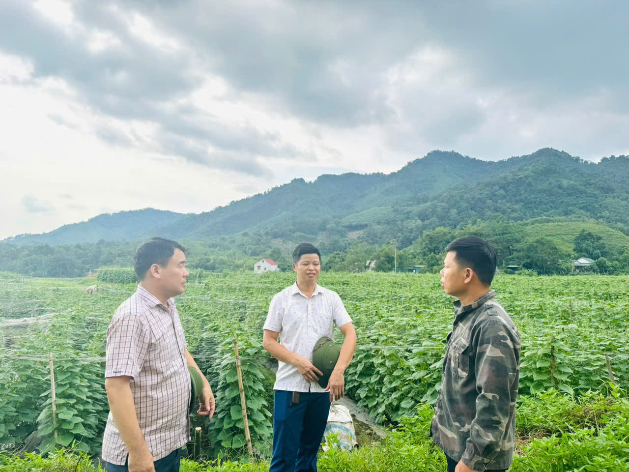 HIỆU QUẢ TỪ MÔ HÌNH TRỒNG DƯA CHUỘT LIÊN KẾT BAO TIÊU SẢN PHẨM VỤ HÈ NĂM 2026