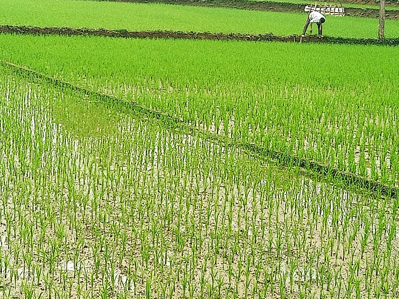 Nông dân xã Tân Thanh tập trung chăm sóc lúa và trồng cây rau màu vụ xuân