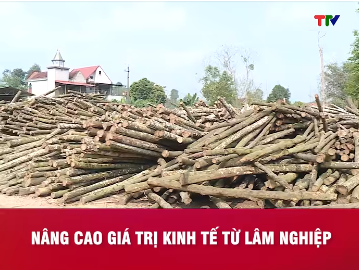 Nâng cao giá trị kinh tế từ lâm nghiệp