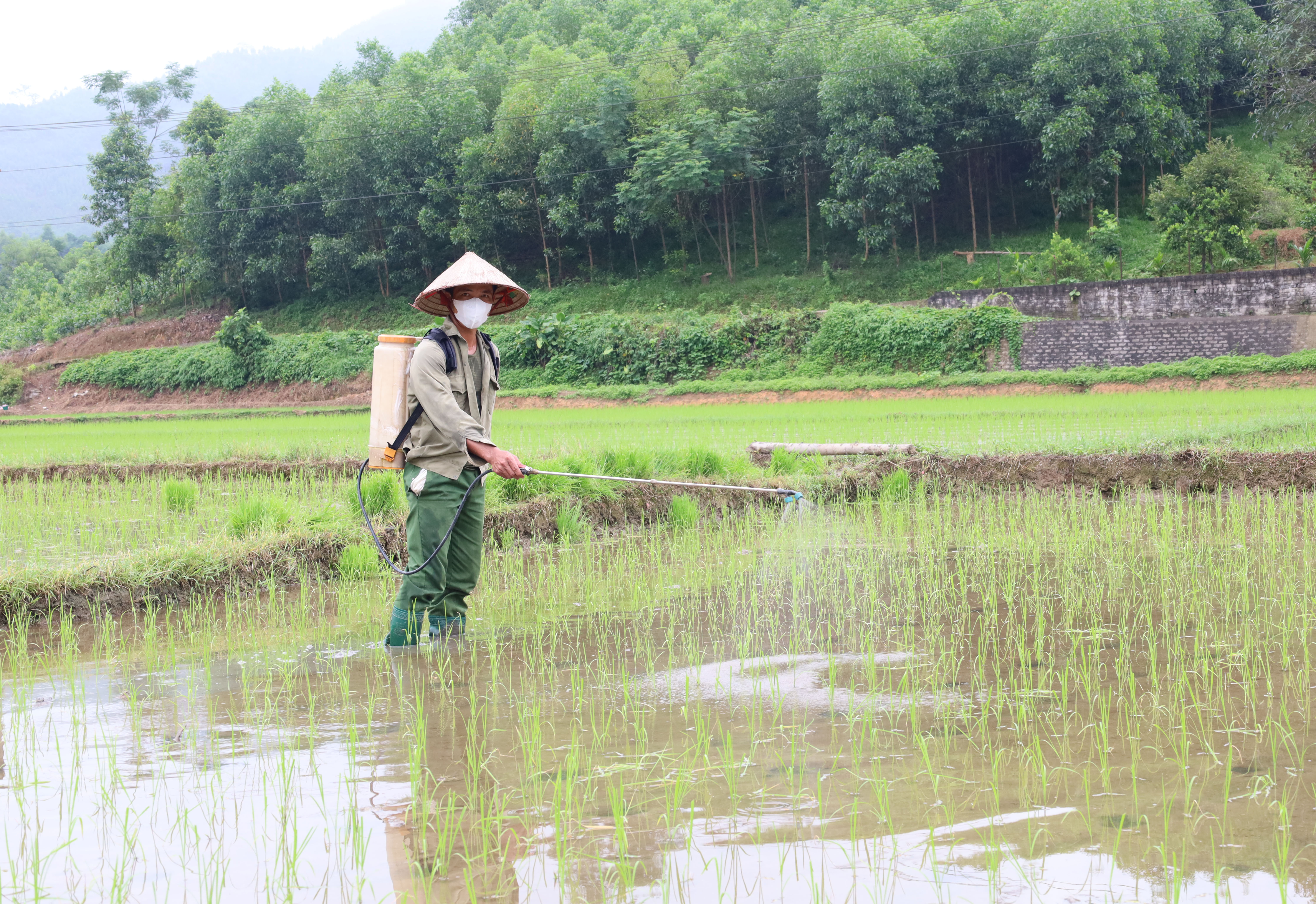 Xã Tân Long Chủ động bảo vệ cây trồng trước sinh vật gây hại
