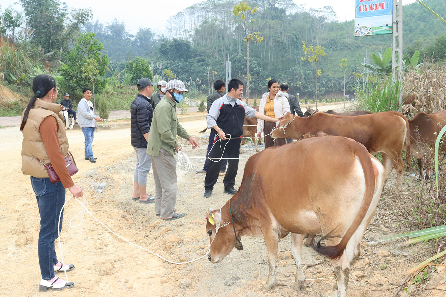 Xã Lực Hành bàn giao bò cái sinh sản thuộc Dự án 2, Chương trình mục tiêu Quốc gia giảm nghèo bền vững năm 2025