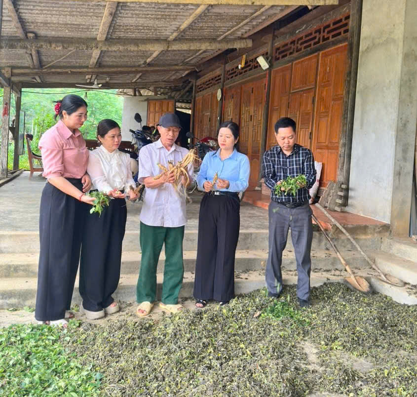 Đồng chí Bí thư Đảng ủy xã Kiên Đài thăm mô hình trồng sâm bố chính