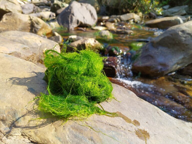 Ethnic Tay’s "River Moss": The Bizarre Stream Delicacy You Never Knew Existed