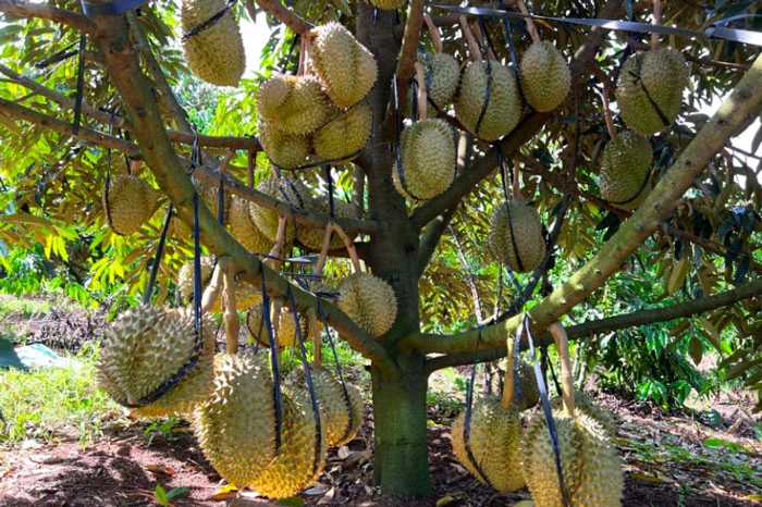 Xuất khẩu rau quả năm 2025 lập kỷ lục 8,5 tỷ USD, cao nhất trong lịch sử