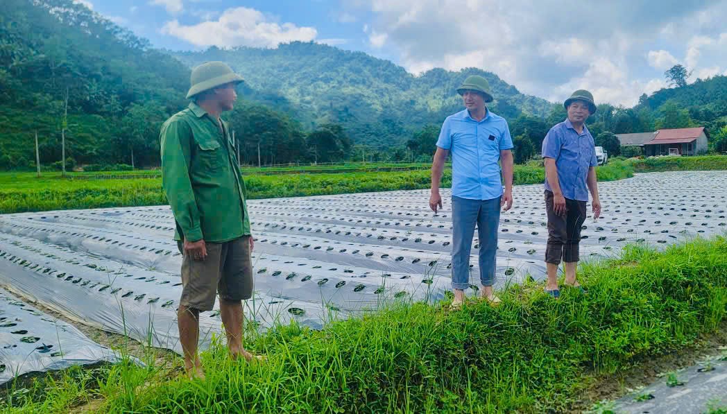 Chủ tịch UBND xã Kiên Đài kiểm tra, định hướng phát triển vùng trồng sâm bố chính thôn Bản Vả