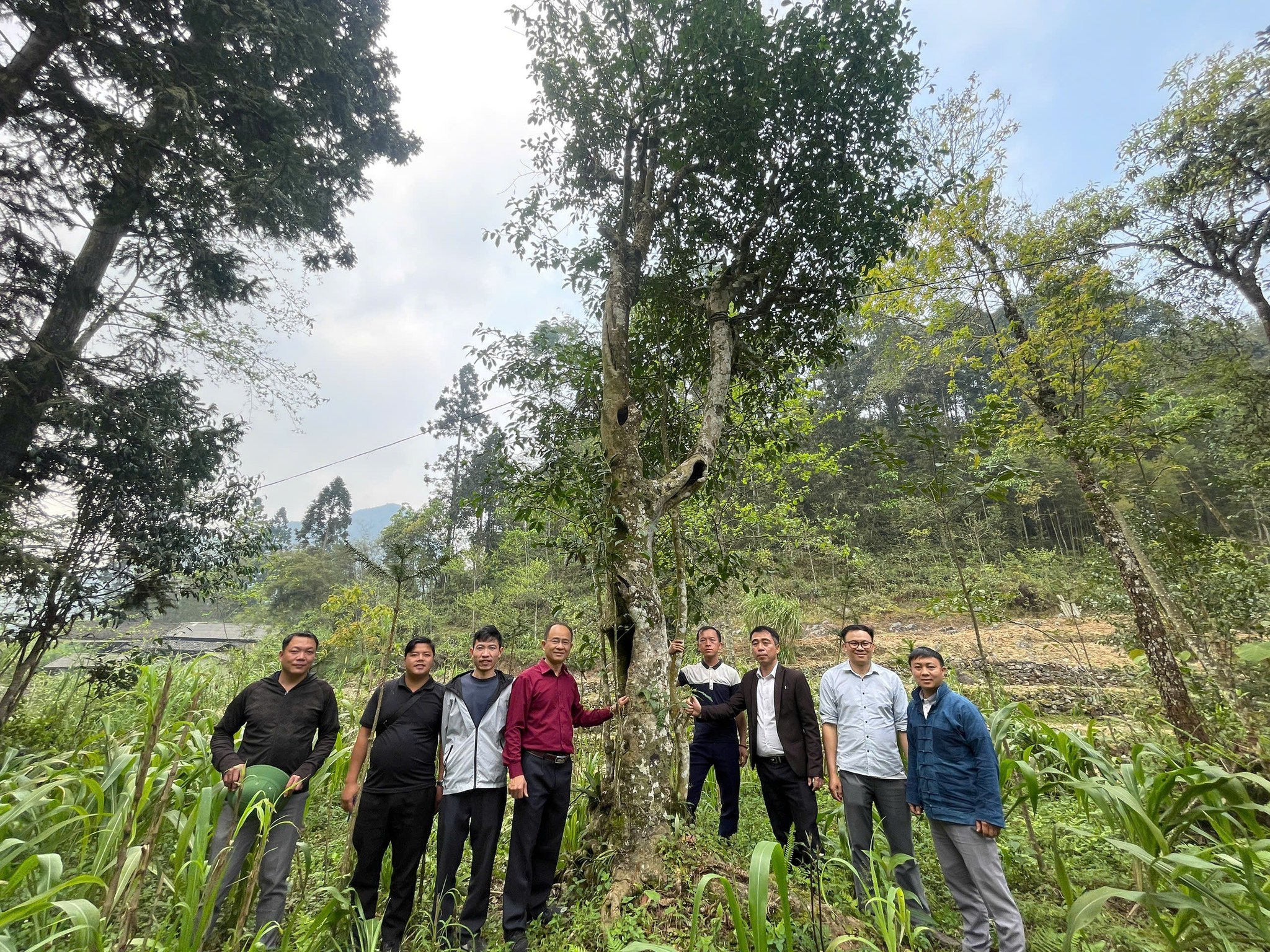 Đồng chí Nguyễn Văn Chinh – Phó bí thư, Chủ tịch UBND xã kiểm tra các vùng Chè cổ thụ trên địa bàn xã