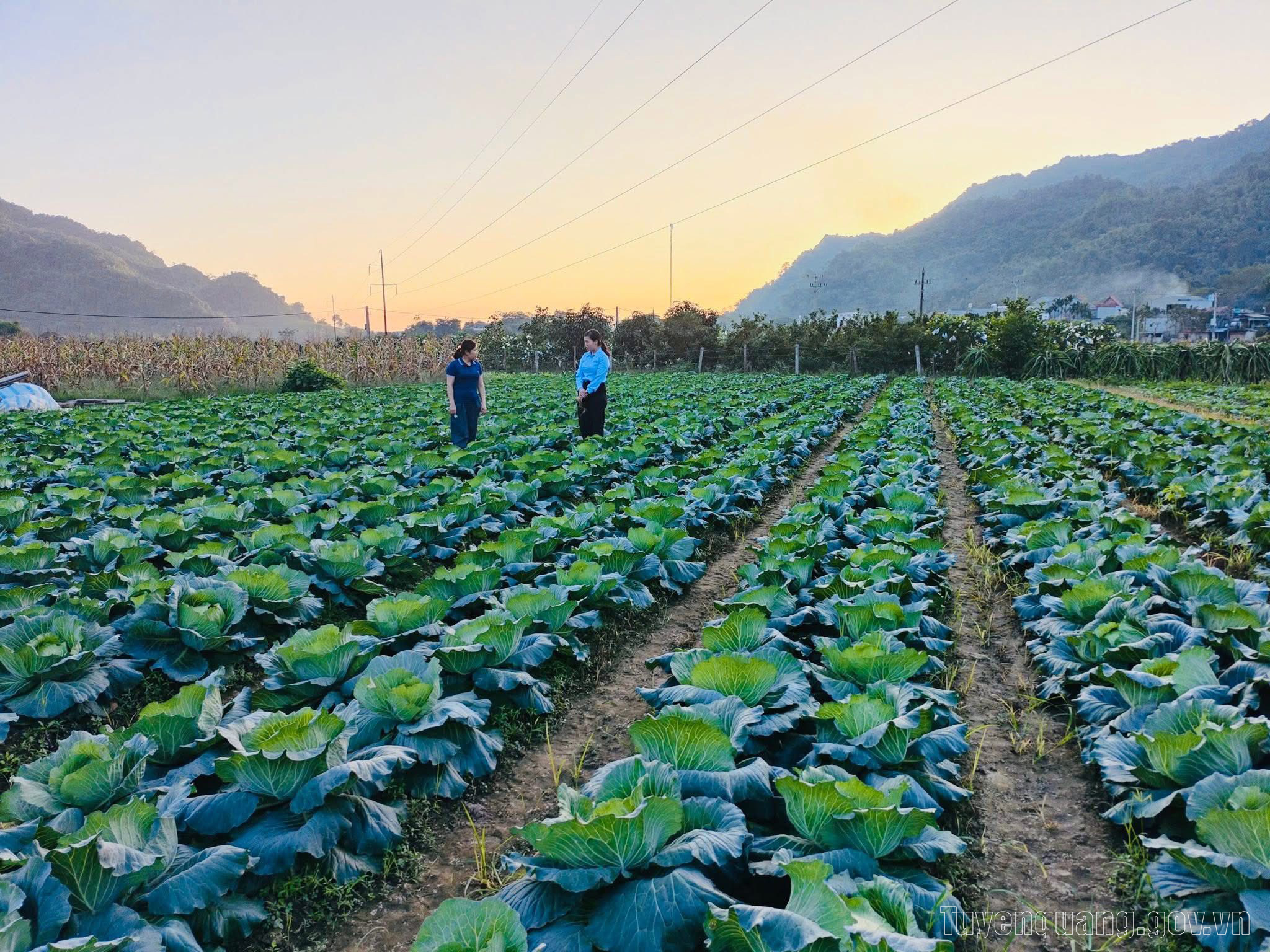Nông nghiệp – môi trường “vượt bão” năm 2025, tạo đà phát triển bền vững