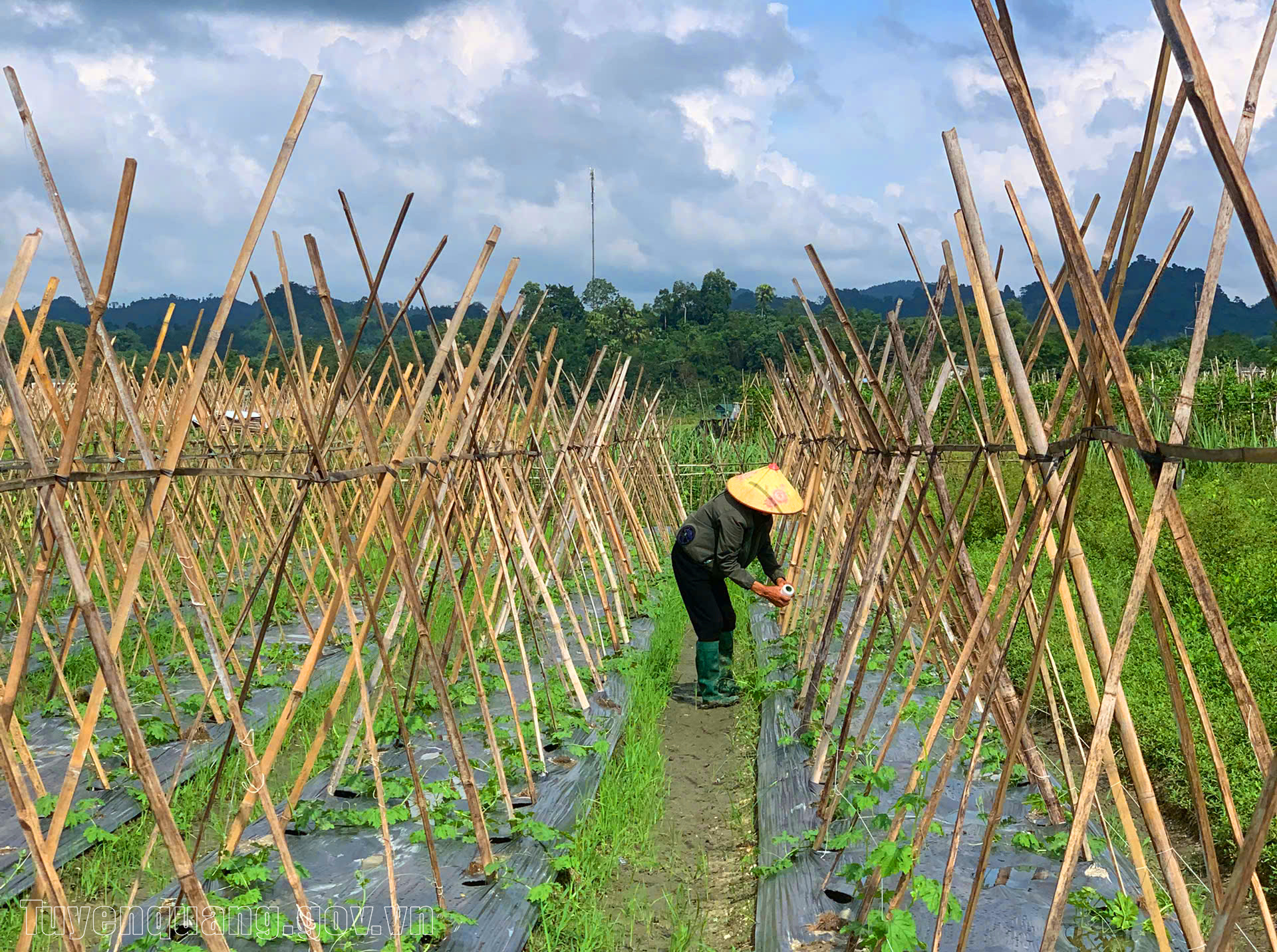Đẩy mạnh sản xuất vụ đông, phục hồi nông nghiệp sau mưa lũ
