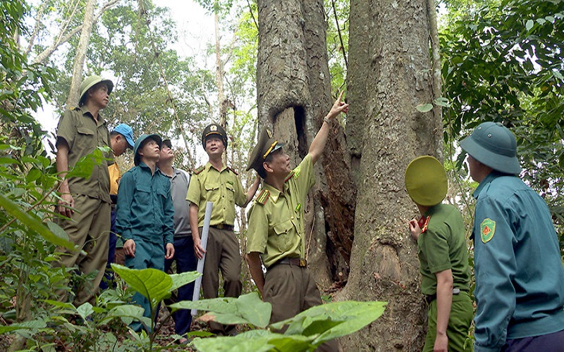 Tuyên Quang: Kiểm lâm chủ động giữ rừng gắn với phát triển kinh tế rừng