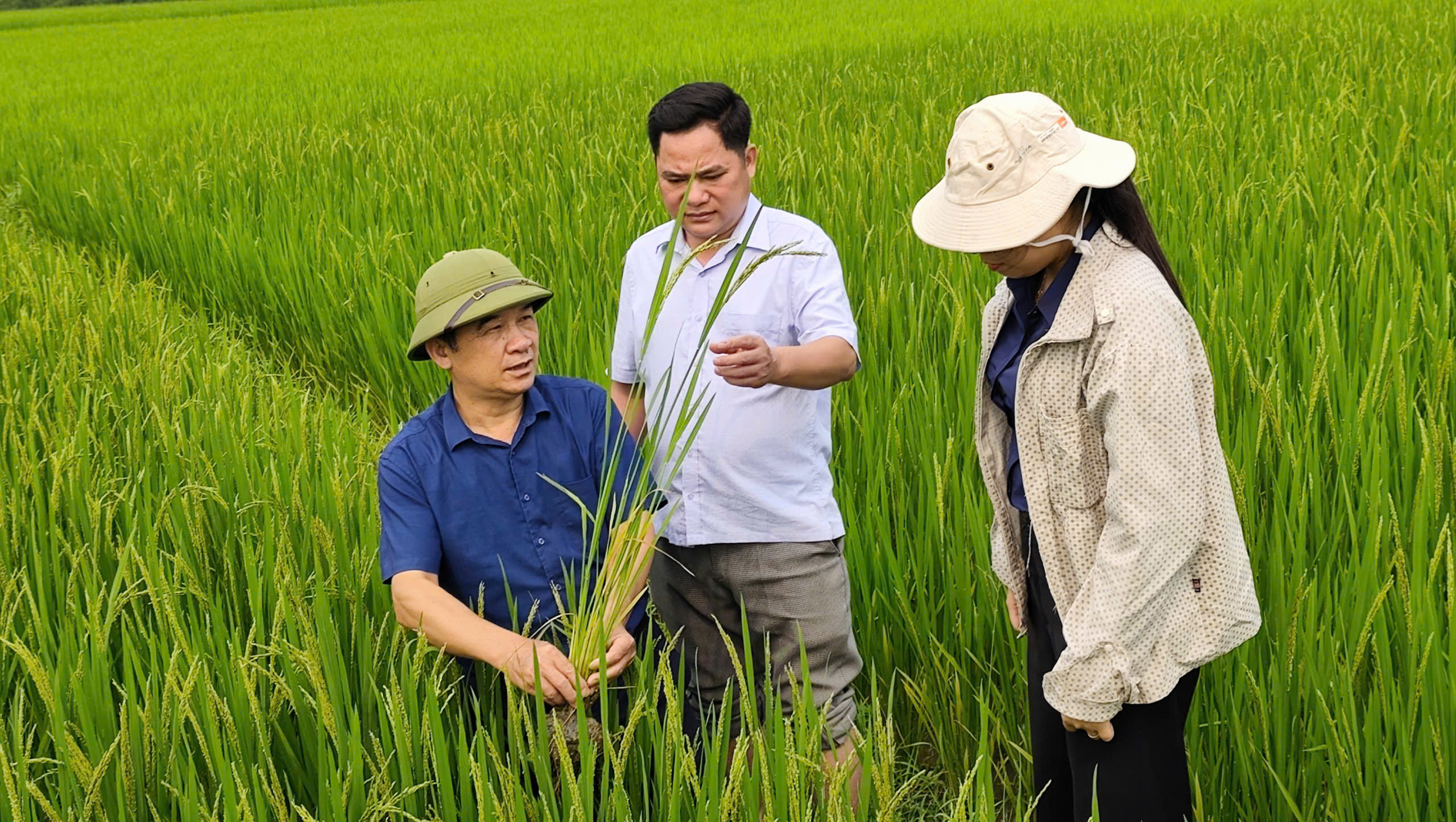 Trạm Bảo vệ và Kiểm dịch thực vật khu vực II phối hợp với Trung tâm Dịch vụ công xã Tân An kiểm tra tình hình sâu bệnh hại lúa vụ xuân trên địa bàn xã Tân An.