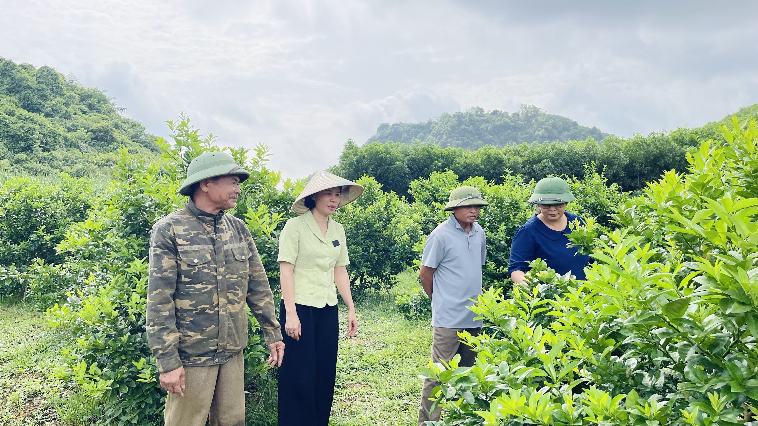 Chuyển dịch cơ cấu cây trồng – Hướng đi nâng cao giá trị sản xuất nông nghiệp ở Bình Ca