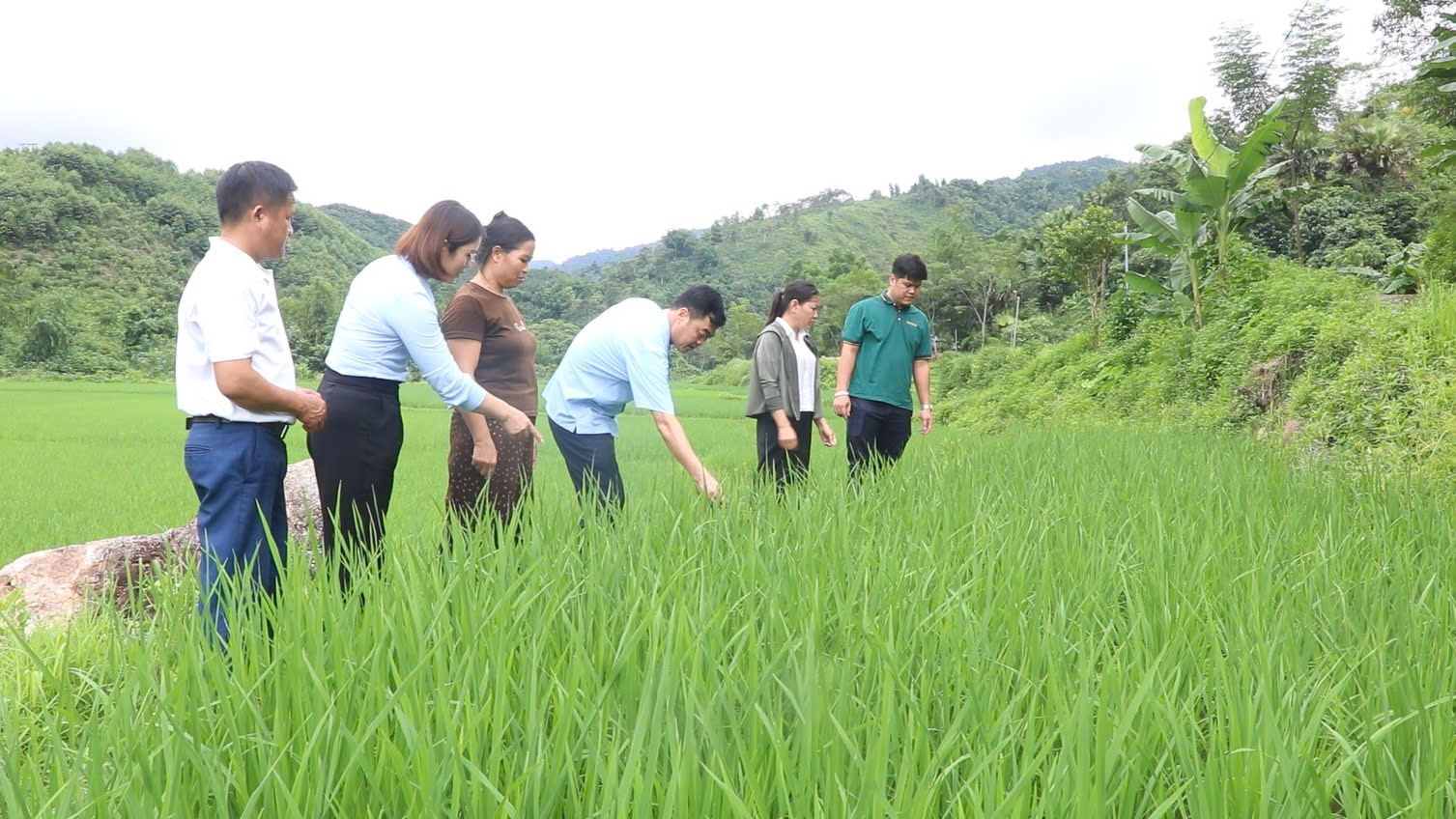 Lãnh đạo UBND xã kiểm tra tình hình sinh trưởng, phát triển lúa vụ Mùa năm 2026