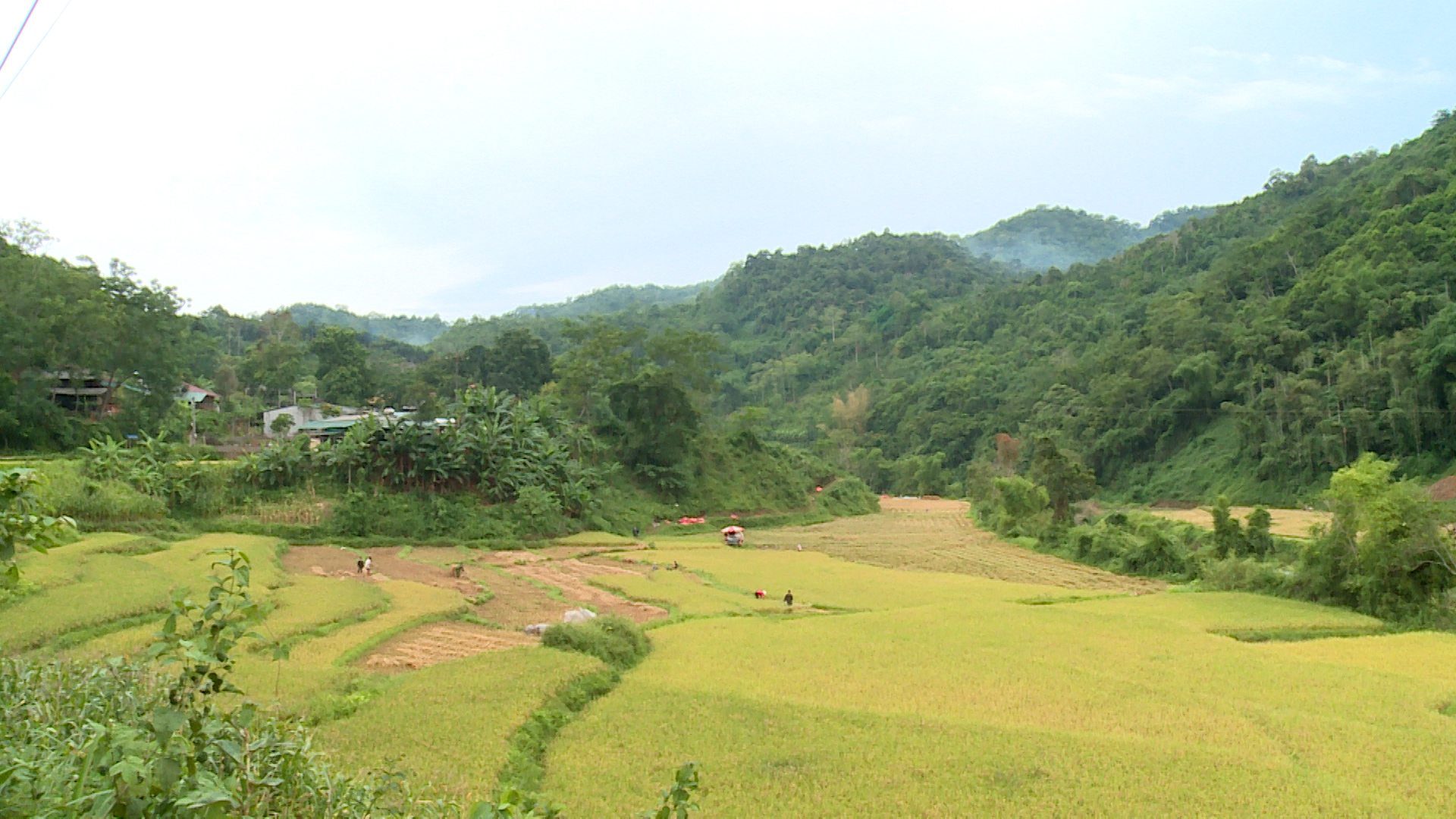 Nông dân Yên Hoa khẩn trương thu hoạch lúa vụ xuân