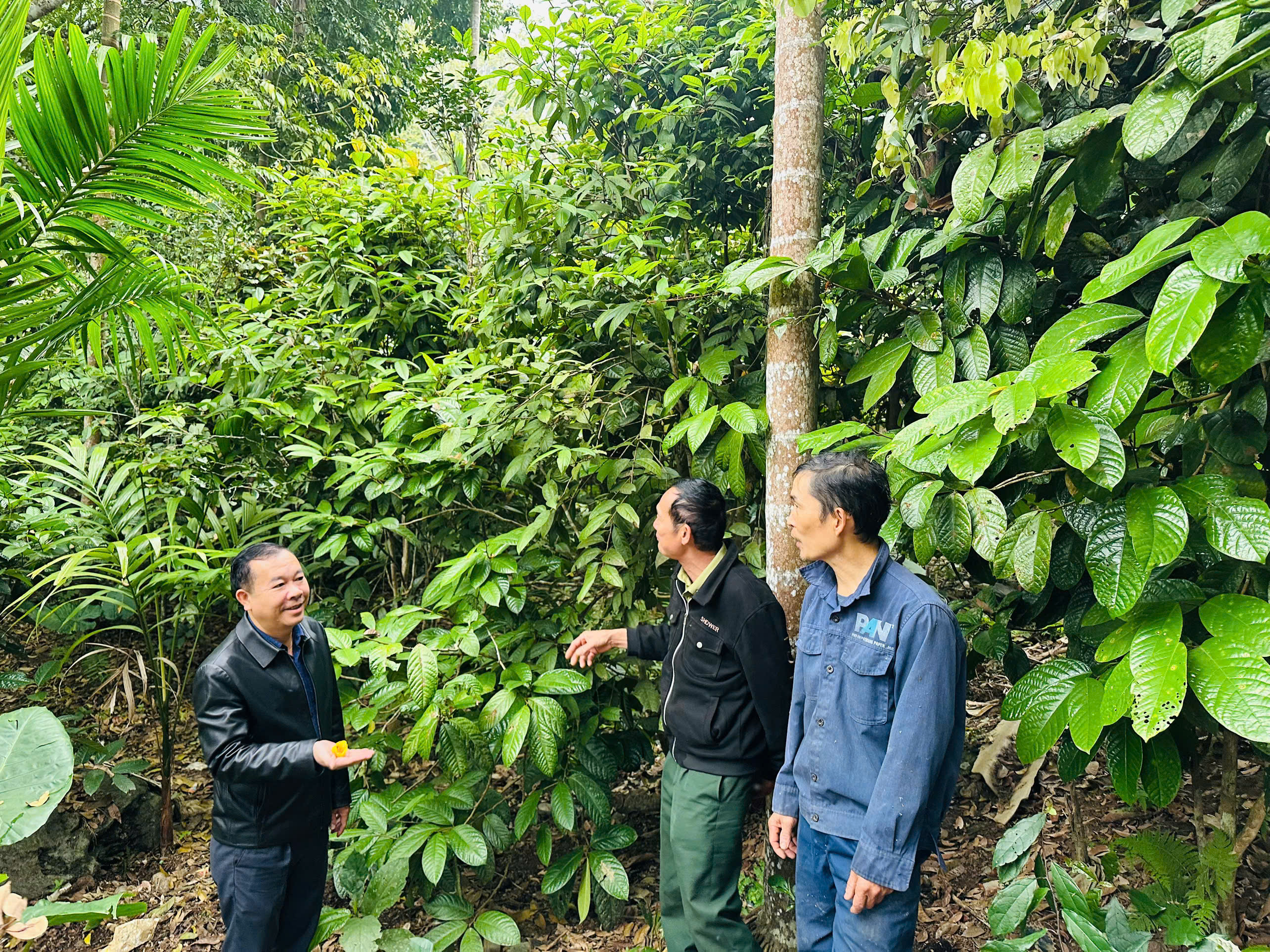 Một nông dân ở Gốc Chú nhân giống thành công cây trà hoa vàng trong vườn nhà.