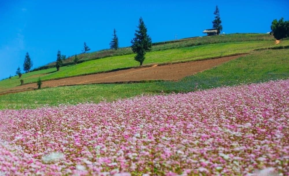 “Miền đá nở hoa” - Khi Tuyên Quang bừng sáng mùa hoa tam giác mạch