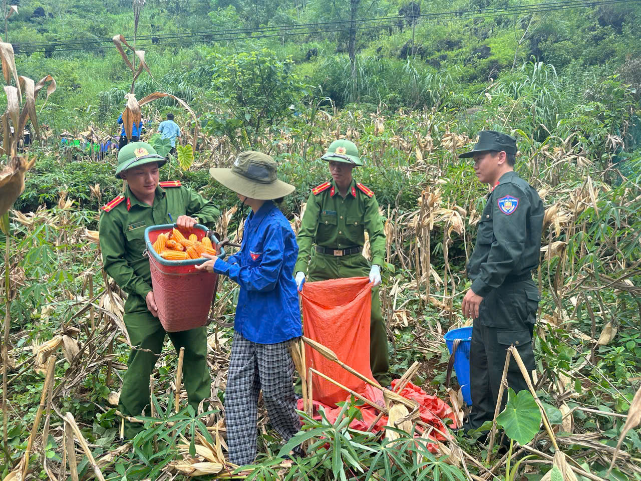 MÀU ÁO CÔNG AN TRÊN NƯƠNG NGÔ VÙNG BIÊN
