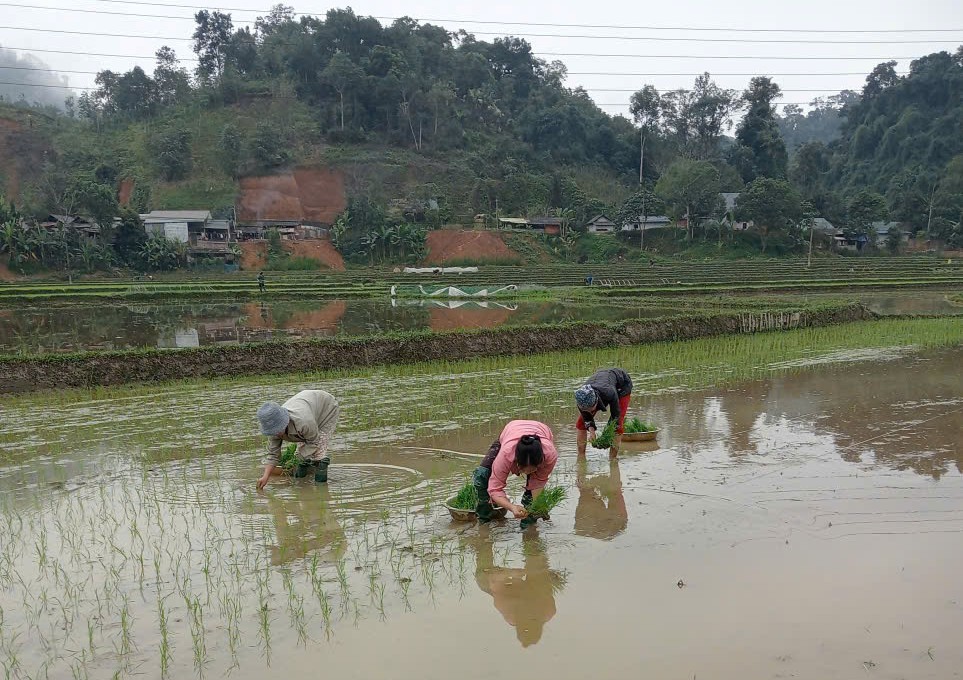 Nà Hang sôi động khí thế sản xuất những ngày đầu Xuân Bính Ngọ 2026