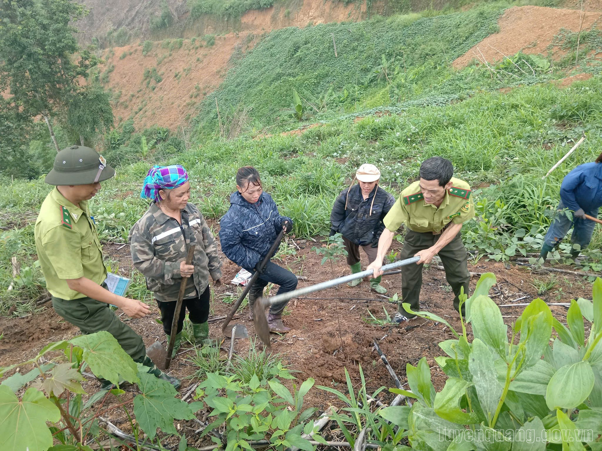 Tuyên Quang: Hoàn thành và vượt chỉ tiêu trồng rừng năm 2025