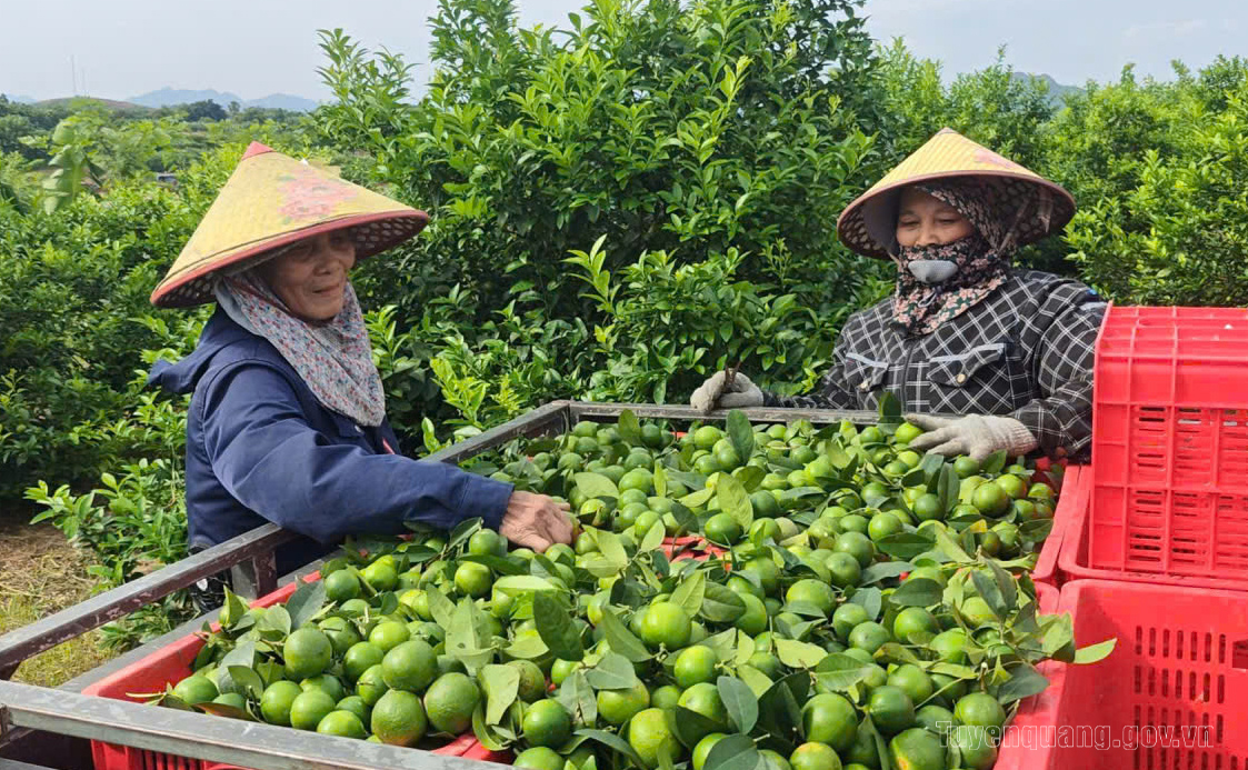 Tuyên Quang mở hướng phát triển bền vững cho cây chanh