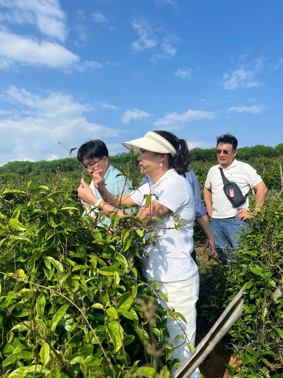 XÃ HÙNG ĐỨC TĂNG CƯỜNG PHÁT TRIỂN MÔ HÌNH TRỒNG CÂY THẢO DƯỢC BA KÍCH