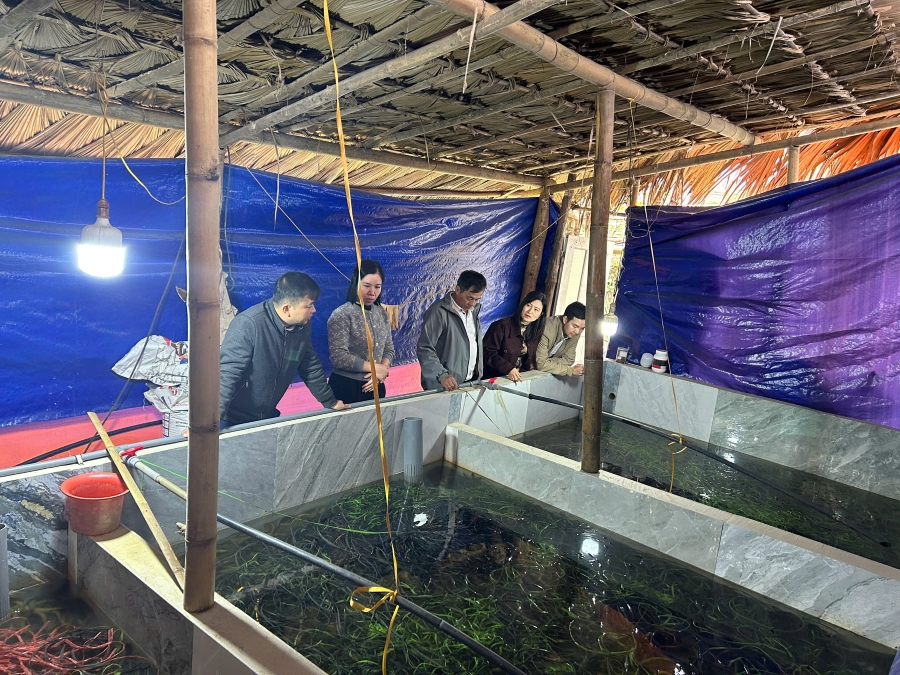 Hiệu quả bước đầu từ mô hình nuôi lươn thương phẩm tại thôn Bình Long