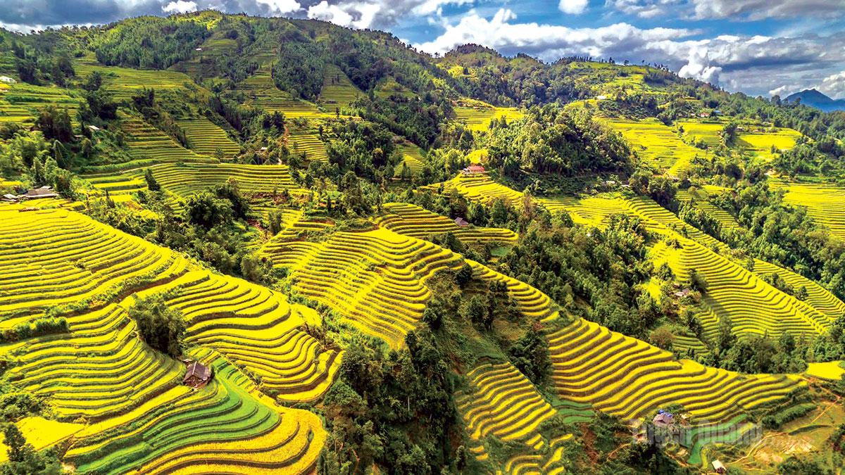 Mùa vàng trên miền di sản