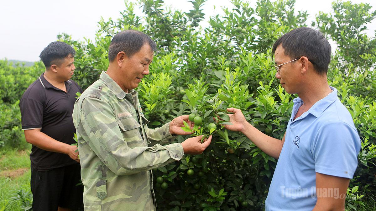 Đổi đời từ cây chanh giấy ở Phú Lương