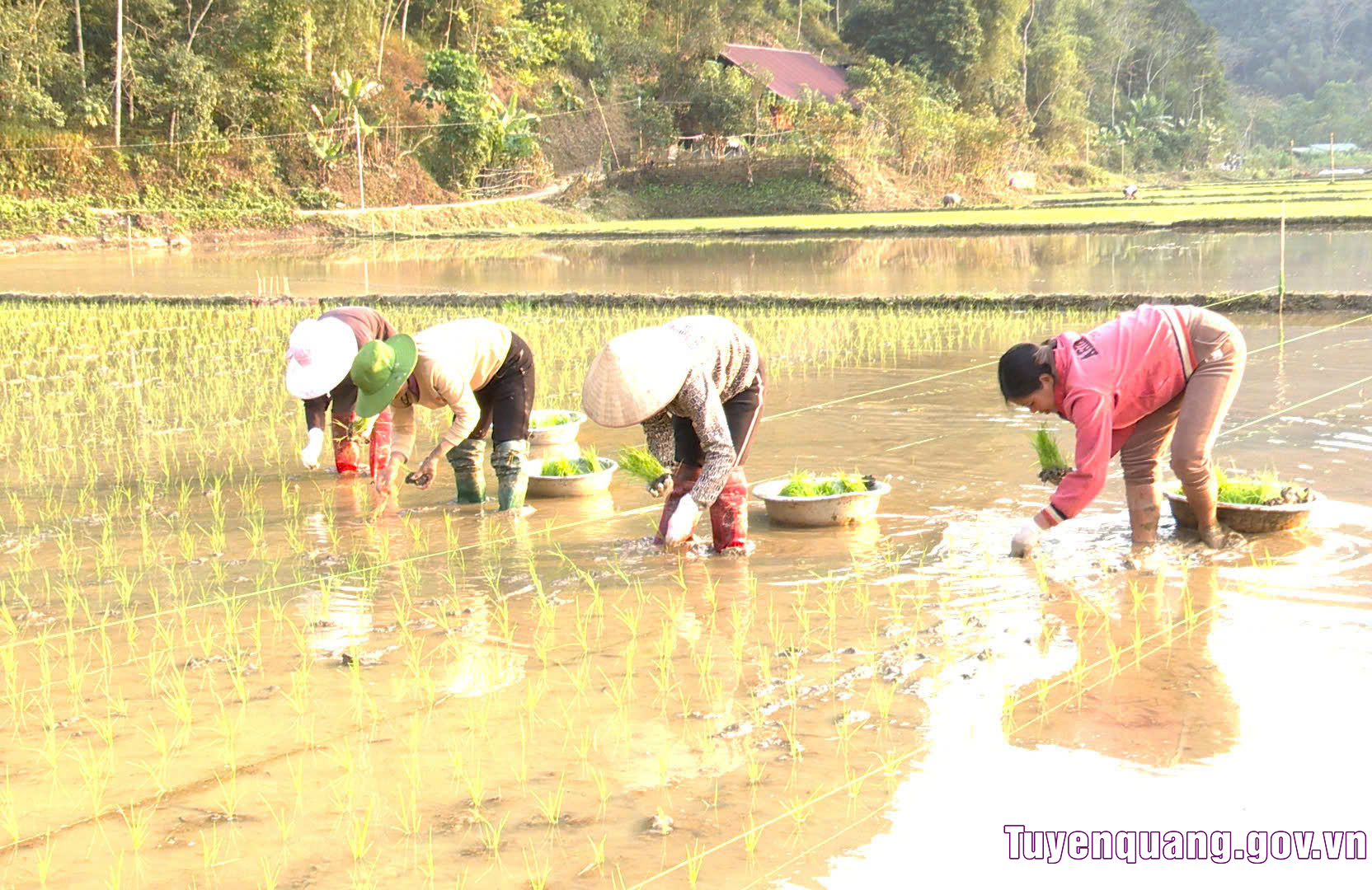 Nông dân Tuyên Quang hối hả xuống đồng sản xuất vụ Xuân