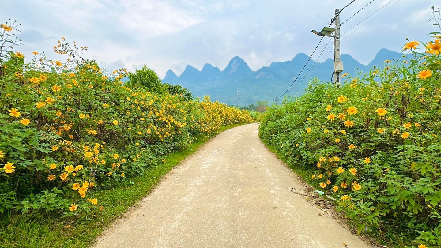 Lễ hội Hoa Dã Quỳ lần thứ Nhất năm 2025 sẽ được tổ chức vào ngày 21 - 22/11