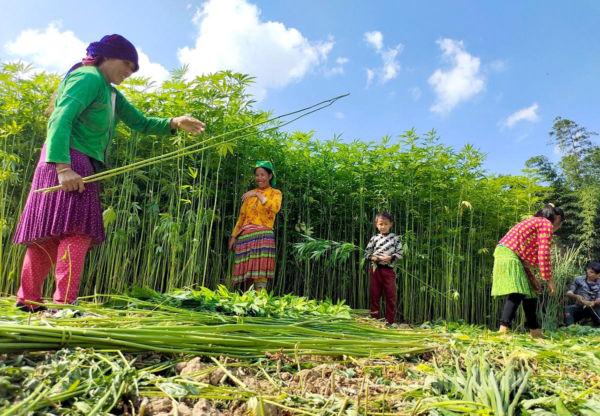 Nghề dệt lanh của người Mông trên Cao nguyên đá