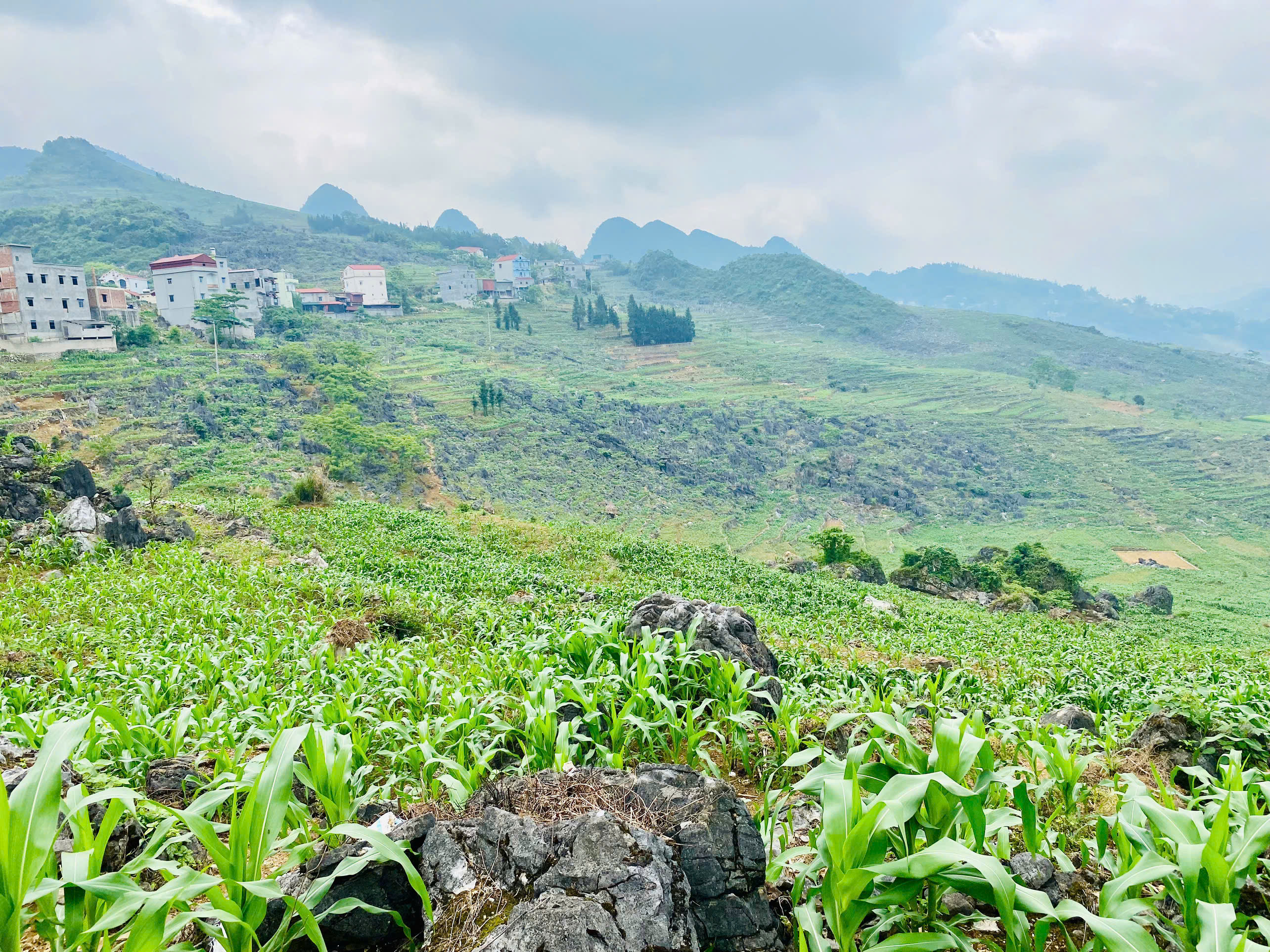 NGÔ VỤ MÙA PHÁT TRIỂN TỐT TRÊN NƯƠNG ĐÁ BẠCH ĐÍCH