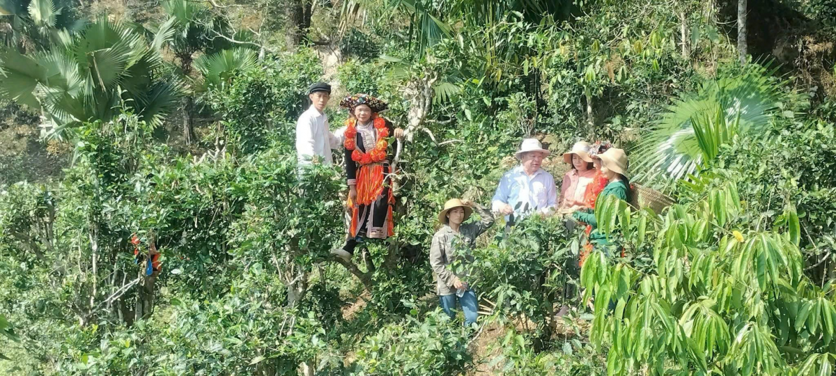 Chè Shan Tuyết Khau Mút - Giấc mơ xanh giữa đại ngàn Tuyên Quang