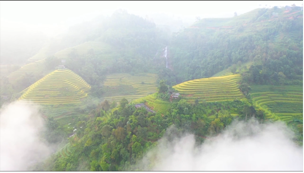 MIỀN TÂY TUYÊN QUANG BƯỚC VÀO MÙA THU HOẠCH CÁ CHÉP RUỘNG