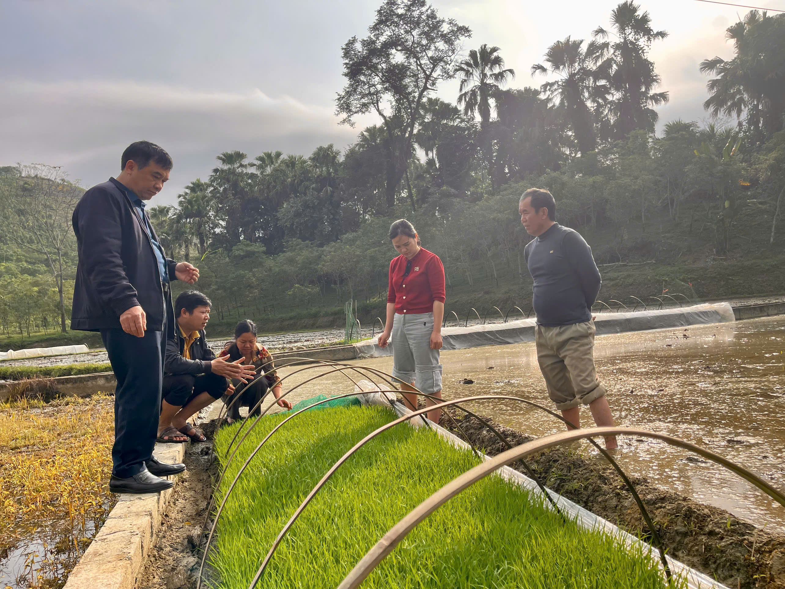 Tăng cường kiểm tra, hướng dẫn chăm sóc mạ vụ Xuân năm 2026