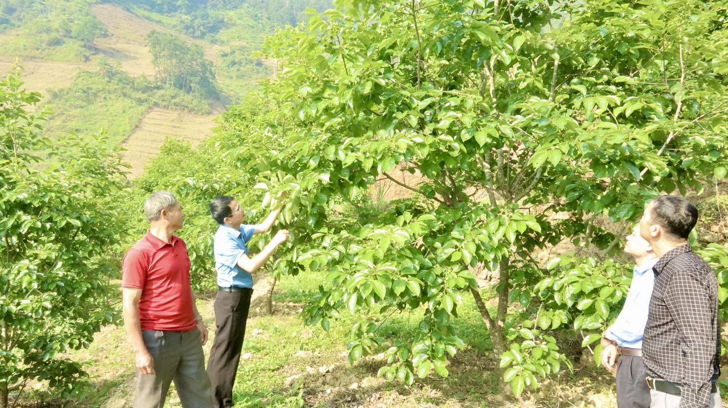  LÃNH ĐẠO XÃ YÊN MINH THĂM MÔ HÌNH TRỒNG HỒNG KHÔNG HẠT TẠI THÔN NÀ ẢM