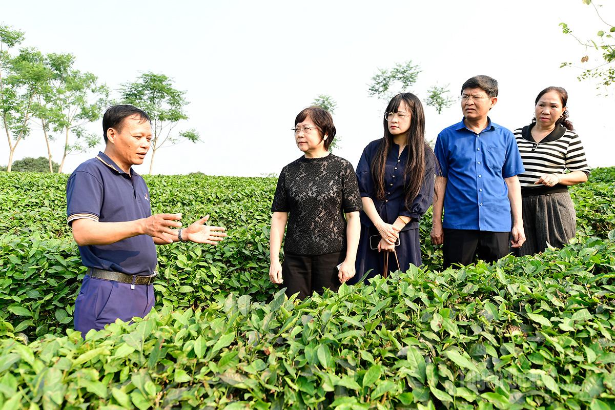 Đoàn đại biểu Sở Nông nghiệp và Nông thôn Khu tự trị dân tộc Choang Quảng Tây, Trung Quốc khảo sát thực tế tại Công ty Cổ phần chè Mỹ Lâm