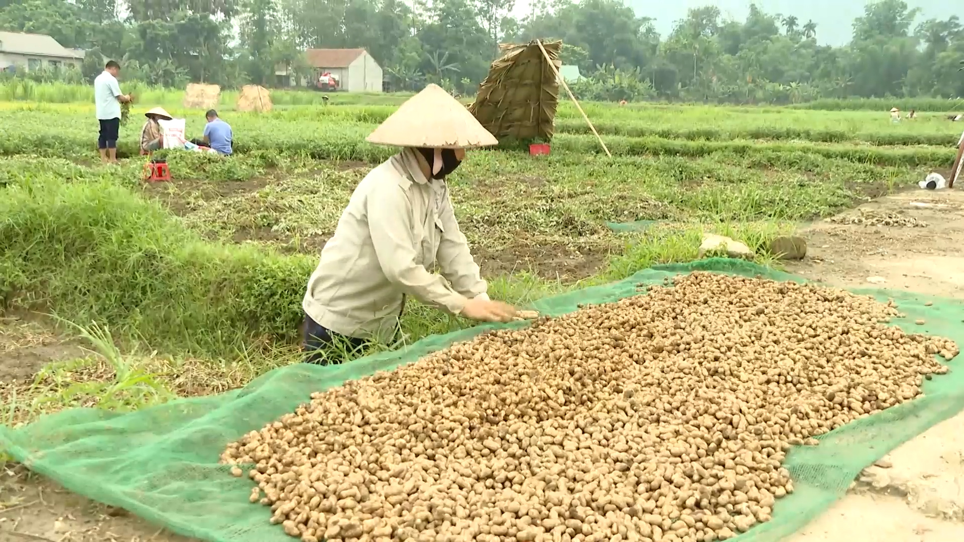 Xã Minh Quang đẩy mạnh chuyển đổi cơ cấu cây trồng, vật nuôi nâng cao giá trị sản xuất nông nghiệp năm 2026