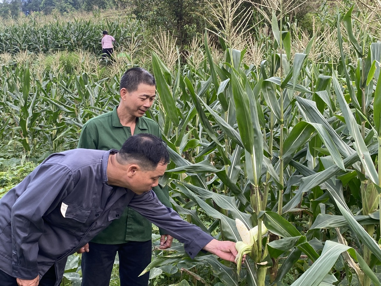 Cán bộ Trung tâm Phục vụ hành chính công xã Thượng Sơn thăm mô hình trồng ngô tiêu biểu