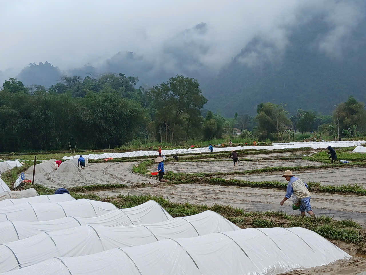 NHÂN DÂN XÃ BẠCH NGỌC TÍCH CỰC SẢN XUẤT VỤ XUÂN NĂM 2026