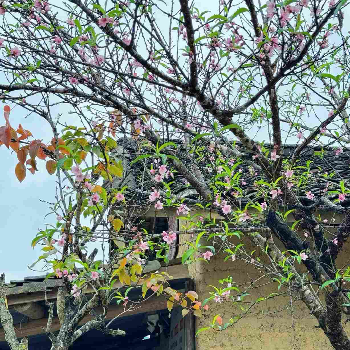 Mùa hoa đào nở sớm chen màu tam giác mạch ở làng Lô Lô Chải