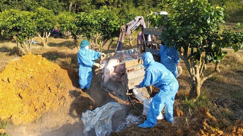 UBND chỉ đạo tập trung khống chế, dập dịch tả lợn Châu Phi