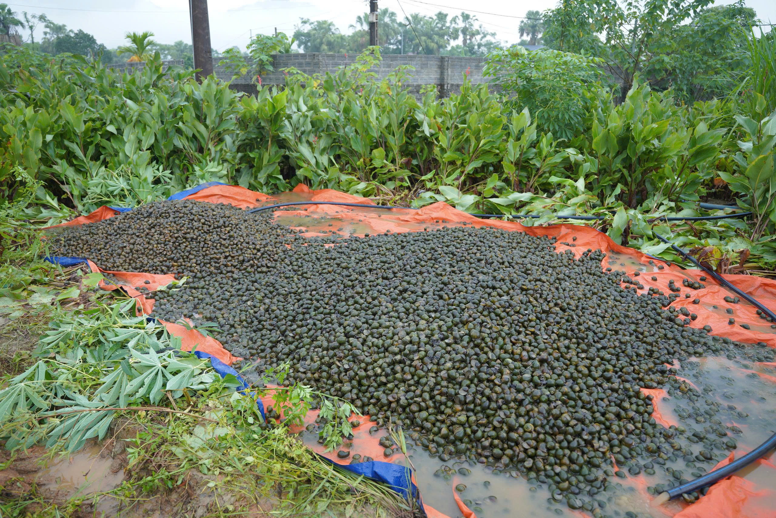 6.8.2026. ẢNH ỐC NHỒI 2,.jpg