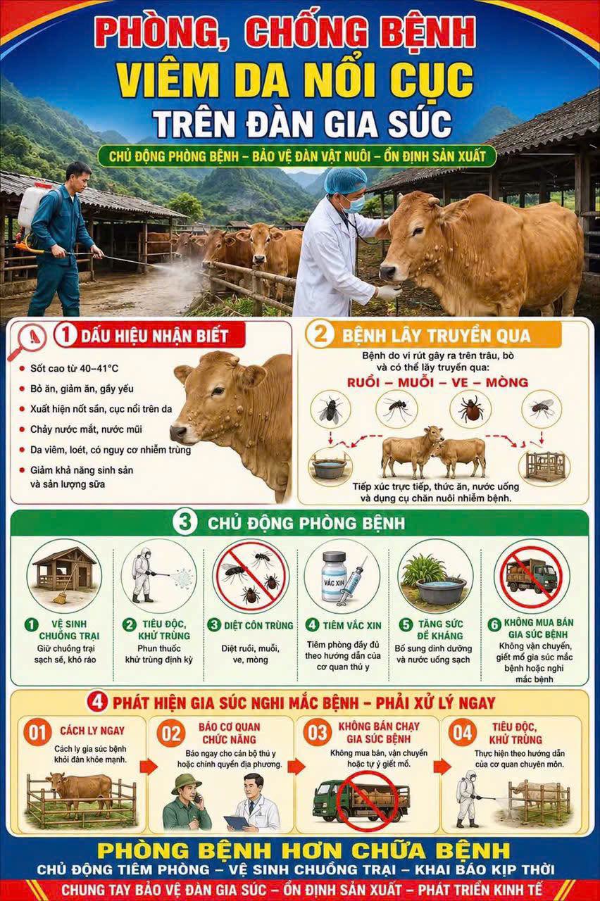 PHÒNG, CHỐNG BỆNH VIÊM DA NỔI CỤC TRÊN TRÂU, BÒ