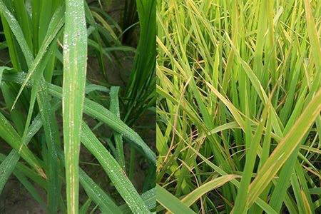 Tăng cường phòng trừ bệnh bạc lá lúa